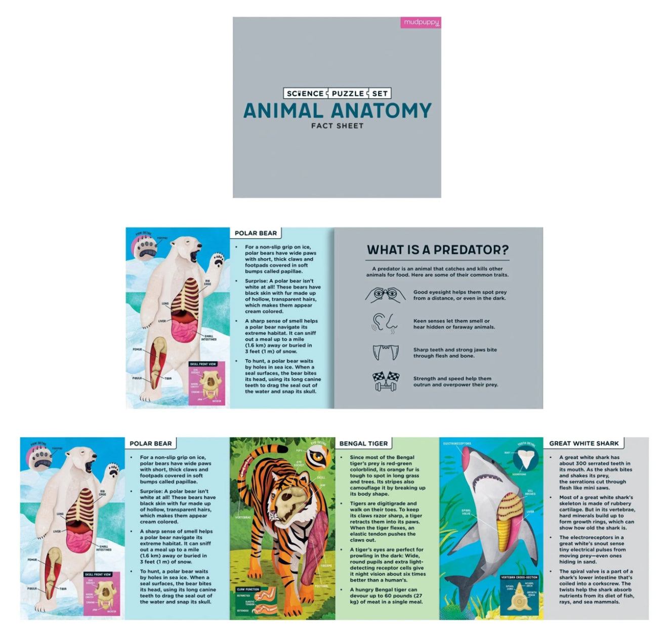 Animal Anatomy Science - 3 Puzzle Sets